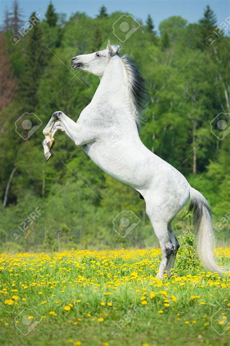 White Horse Rearing Up Stock Photo, Picture And Royalty Free Image ...