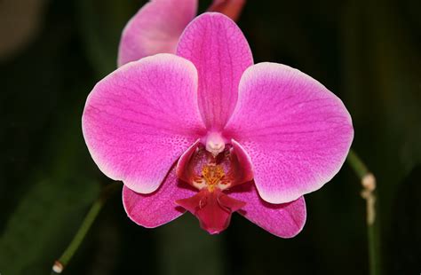 Orchids