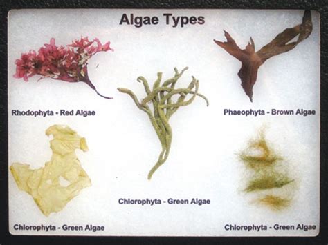 Algae Types Display