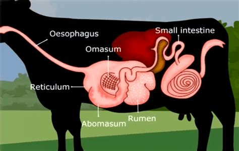 The Four Stomachs Of A Cow Diagram