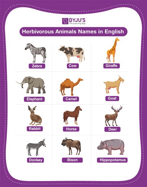 Herbivorous Animal Names - Explore List of 20+ Herbivore Names in English