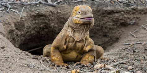 Land Iguana | Go Galapagos