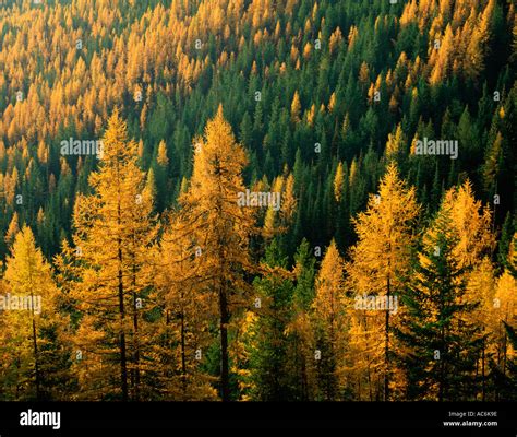 Colville National Forest WA Fall colors of Western Larch Larix ...