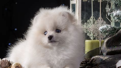 Puppy White Cute, HD Animals, 4k Wallpapers, Images, Backgrounds ...