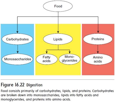 Chemical Digestion And Absorption Of Carbohydrates Proteins Lipids ...