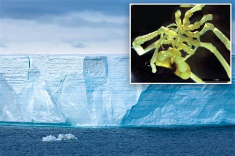 New sea spider species with 1.2-inch legs discovered in Antarctica ...