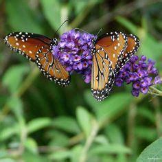 9 Wildseed Farms ideas | wild flowers, fredericksburg texas, farm