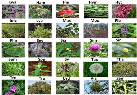 Collated images of listed plant species | Download Scientific Diagram