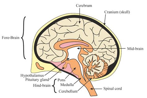 How To Draw Human Brain Diagram Drawing || Step By Step, 50% OFF