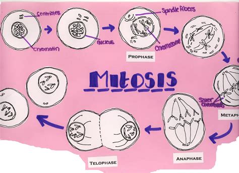 Mitosis Phases Diagram Labeled