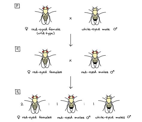 Thomas Hunt Morgan Fruit Fly Experiment