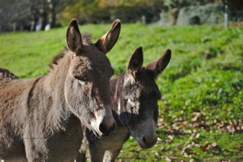 Meet Pedro and Poncho, Two Rehomed Donkeys Turned Into Therapy Animals ...