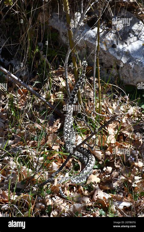 Poskok (Vipera ammodytes) Two horned viper in natural habitat in the ...