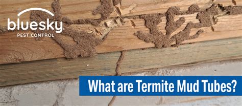 What Are Termite Mud Tubes? Why Are They Bad?