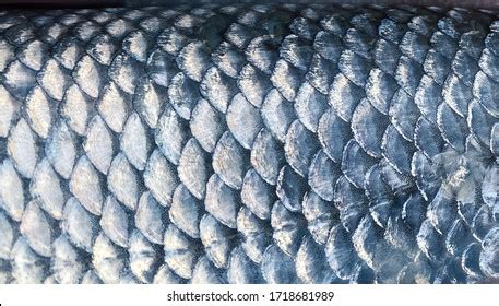 Fish Scales On Humans