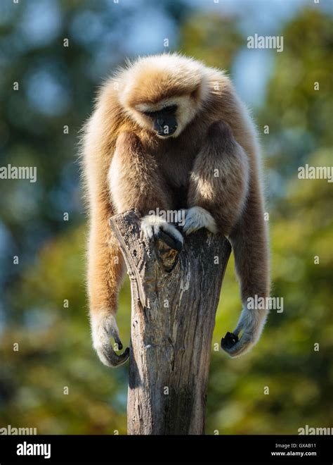 Portrait of a playful funny gibbon monkey Stock Photo - Alamy