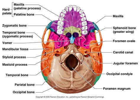 Human Anatomy Pearson Blank Skull Bones Of Hard Palate – Google Search ...