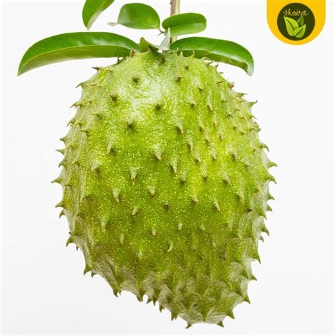 Sweet Guyabano Soursop Fruit 5 Seeds Outdoor Garden Tree Plant | Lazada PH