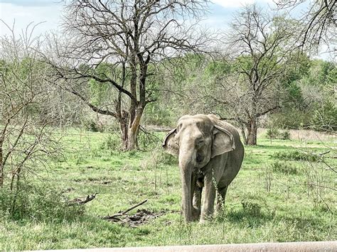 Weekend at the Oklahoma Elephant Sanctuary - That Texas Couple