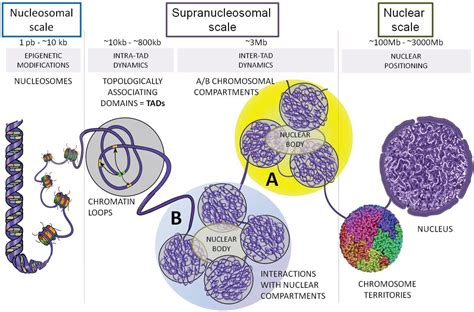 Chromatin organization and structure · neherlab@biozentrum