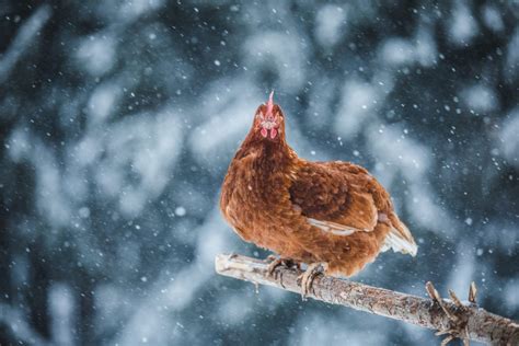 How to feed chickens in the winter: 3 foods that will keep them warm