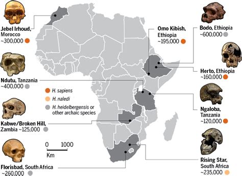 World's oldest Homo sapiens fossils found in Morocco | Science | AAAS