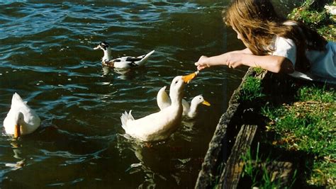 Feeding Ducks Free Photo Download | FreeImages