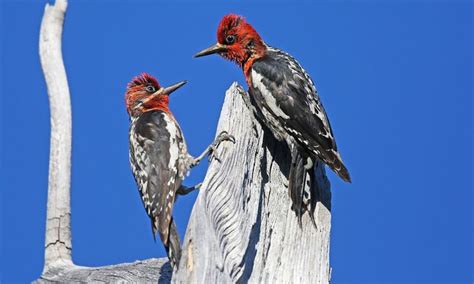 Red-breasted Sapsucker - Introduction | Neotropical Birds Online