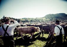 Cattle Rancher Career