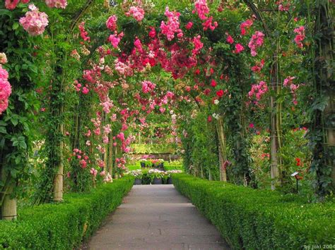 Red Rose Garden Wallpapers - Wallpaper Cave