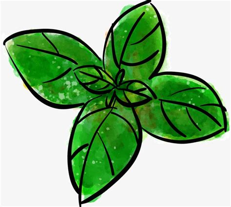 Mint Leaf Drawing at GetDrawings | Free download