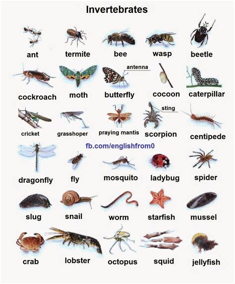 English For Beginners: Invertebrates | ใหม่ | Pinterest | English ...