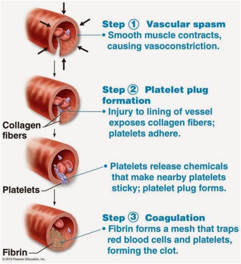 biochemistry - How does alum help in blood coagulation? - Biology Stack ...