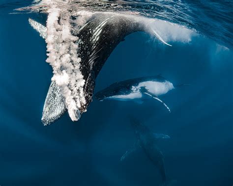 Stunning Photos of Whales Underwater by Photographer Jasmine Carey