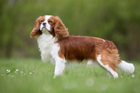 What Is The Difference Between A King Charles Spaniel And A Cavalier