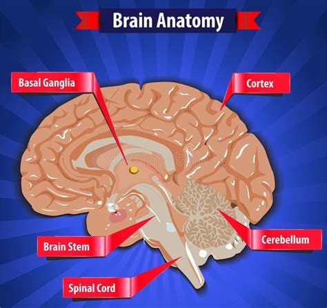 Brain Function, Human Brain Anatomy With Basal Ganglia, Cortex, Brain ...