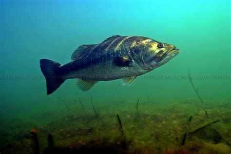 Largemouth Bass Underwater | Amazing Wallpapers