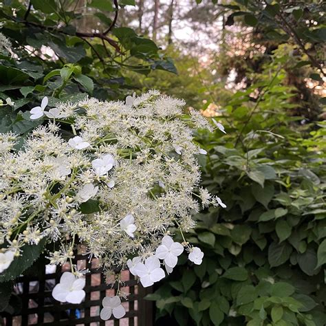 Tips for Pruning Climbing Hydrangea – GardenInBloom.com