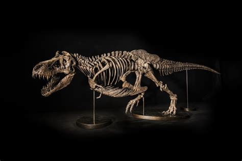 T. Rex Fossil Is Expected to Grab up to $25 Million at Christie’s Asia ...