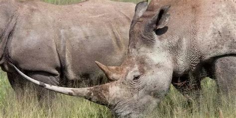 Rhino Horn Facts | How Much is a Rhino Horn Worth?