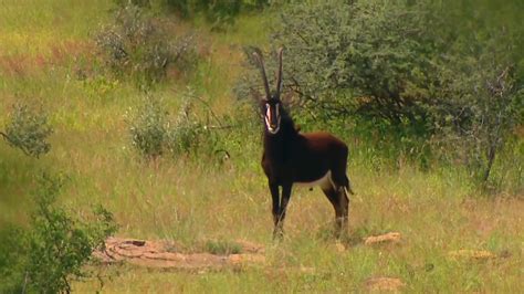 Hunting Sable on the African Plains - Petersen's Hunting