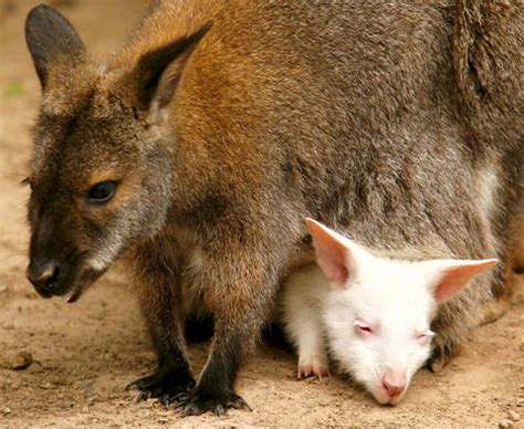 Information of The World: White Kangaroo from Australia.