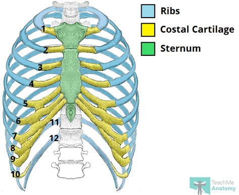 Diagram Of Common Back Bone Break : Decision Tree For Managing Possible ...