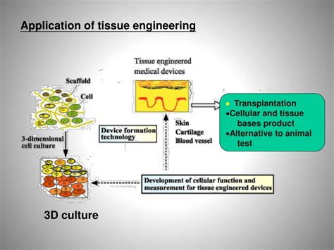 PPT - Tissue Engineering PowerPoint Presentation, free download - ID:782634