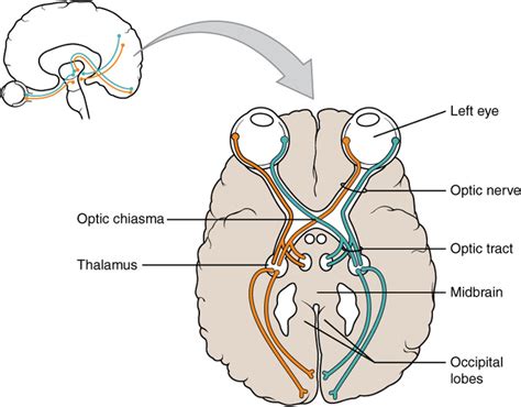 Cranial Nerves | Boundless Anatomy and Physiology