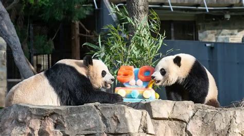 Smithsonian’s National Zoo Celebrate 50 Years of Pandas | The Animal Facts