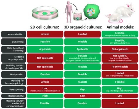 Potential and limitations of 2D cell culture systems, 3D organoid ...