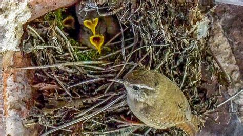 The wren feeds its chicks 4K - YouTube