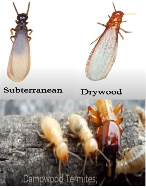 Understanding Different Types of Termite Species