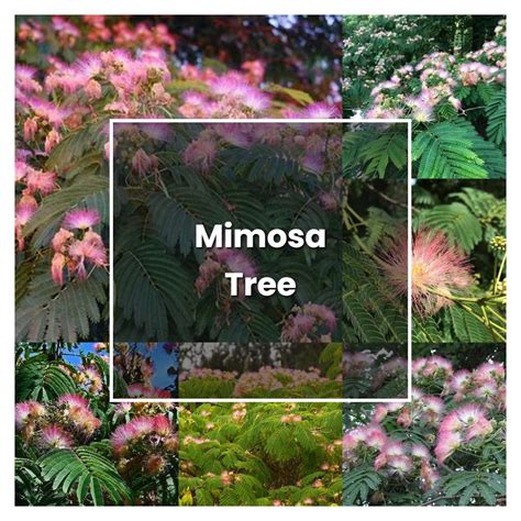 How to Grow Mimosa Tree - Plant Care & Tips | NorwichGardener